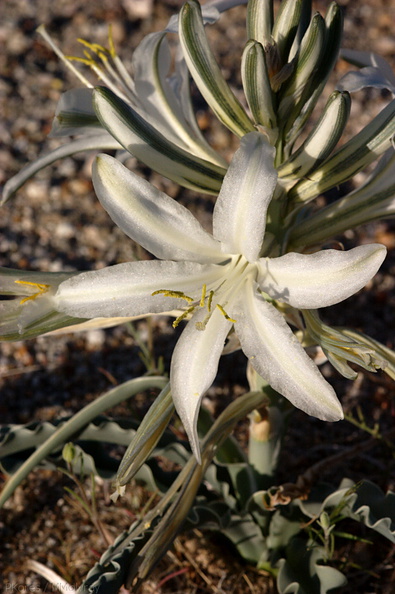 Hesperocallis-undulata-desert-lily-Slot-Canyon-area-2009-03-08-CRW_7892.jpg