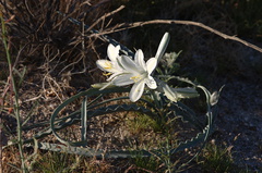 Hesperocallis-undulata-desert-lily-Slot-Canyon-area-2009-03-08-CRW 7894