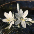 Hesperocallis-undulata-desert-lily-Slot-Canyon-area-2009-03-08-CRW 7896
