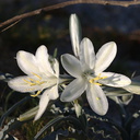 Hesperocallis-undulata-desert-lily-Slot-Canyon-area-2009-03-08-CRW 7896