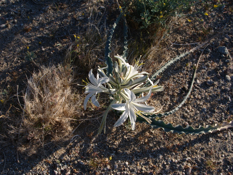 Hesperocallis-undulata-desert-lily-Slot-Canyon-area-2009-03-08-IMG_2273.jpg