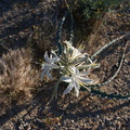 Hesperocallis-undulata-desert-lily-Slot-Canyon-area-2009-03-08-IMG 2273
