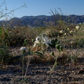 Hesperocallis-undulata-desert-lily-Slot-Canyon-area-2009-03-08-IMG 2283