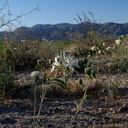 Hesperocallis-undulata-desert-lily-Slot-Canyon-area-2009-03-08-IMG 2283