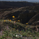 Hesperocallis-undulata-desert-lily-brittlebush-community-view-Slot-Canyon-area-2009-03-07-CRW 7865