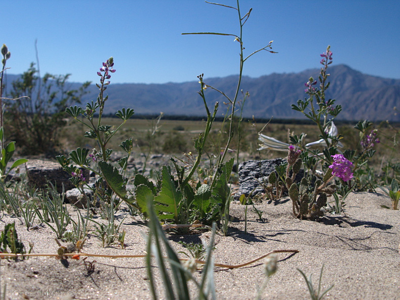 Hesperocallis-undulata-desert-lily-view-Henderson-Canyon-Rd-2009-03-07-IMG_2194.jpg