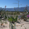 Hesperocallis-undulata-desert-lily-view-Henderson-Canyon-Rd-2009-03-07-IMG 2194