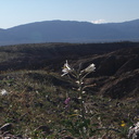 Hesperocallis-undulata-desert-lily-view-Slot-Canyon-area-2009-03-07-IMG 2244