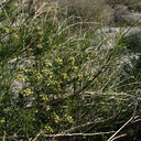 Hymenoclea-salsola-burrobush-Mine-Wash-2009-03-07-IMG 2125