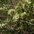 Hymenoclea-salsola-burrobush-Mine-Wash-2009-03-07-IMG 2132