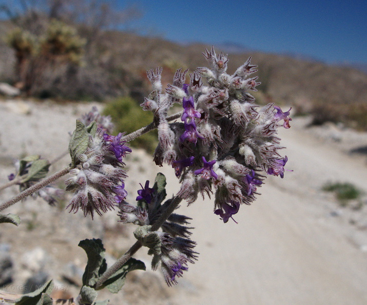 Hyptis-emoryi-desert-lavender-Mine-Wash-2009-03-06-IMG_1965.jpg