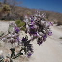 Hyptis-emoryi-desert-lavender-Mine-Wash-2009-03-06-IMG 1965