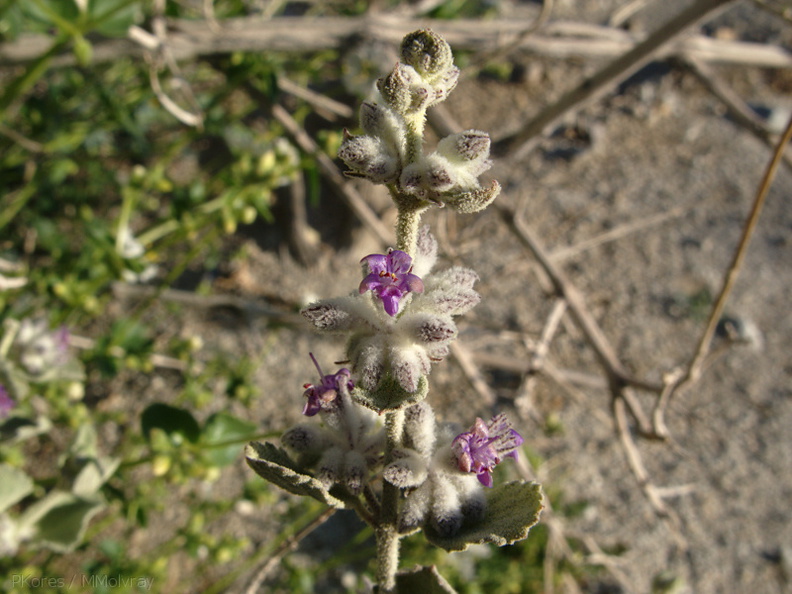 Hyptis-emoryi-desert-lavender-Mine-Wash-2009-03-07-IMG_2080.jpg