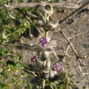 Hyptis-emoryi-desert-lavender-Mine-Wash-2009-03-07-IMG 2080