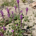 Lupinus-arizonicus-Henderson-Canyon-Rd-2009-03-07-CRW 7846