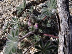 Lupinus-concinnus-elegant-lupine-in-bud-Mine-Wash-2009-03-07-IMG 2119