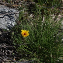 Malacothrix-glabrata-desert-dandelion-Mine-Wash-2009-03-06-IMG 1925