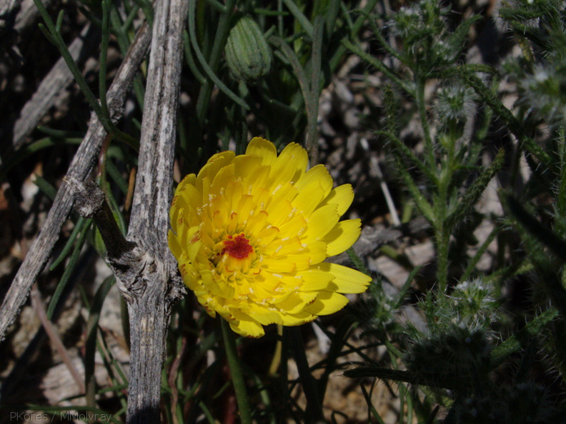 Malacothrix-glabrata-desert-dandelion-Mine-Wash-2009-03-06-IMG_1950.jpg