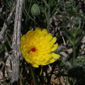 Malacothrix-glabrata-desert-dandelion-Mine-Wash-2009-03-06-IMG 1950