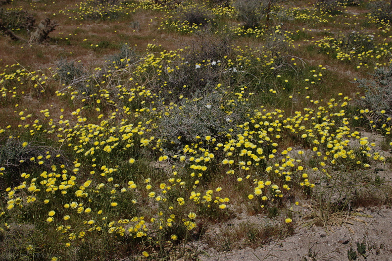 Malacothrix-glabrata-desert-dandelion-field-Mine-Wash-2009-03-07-CRW_7795.jpg