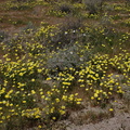Malacothrix-glabrata-desert-dandelion-field-Mine-Wash-2009-03-07-CRW 7795