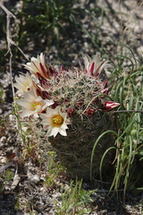 Mammillaria-dioica-fishhook-cactus-Mine-Wash-2009-03-06-CRW 7747