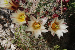 Mammillaria-dioica-fishhook-cactus-Mine-Wash-2009-03-06-CRW 7748