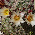 Mammillaria-dioica-fishhook-cactus-Mine-Wash-2009-03-06-CRW 7748