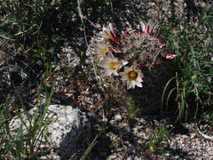 Mammillaria-dioica-fishhook-cactus-Mine-Wash-2009-03-06-IMG 1971