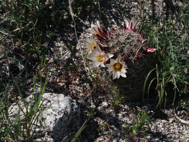 Mammillaria-dioica-fishhook-cactus-Mine-Wash-2009-03-06-IMG_1971.jpg