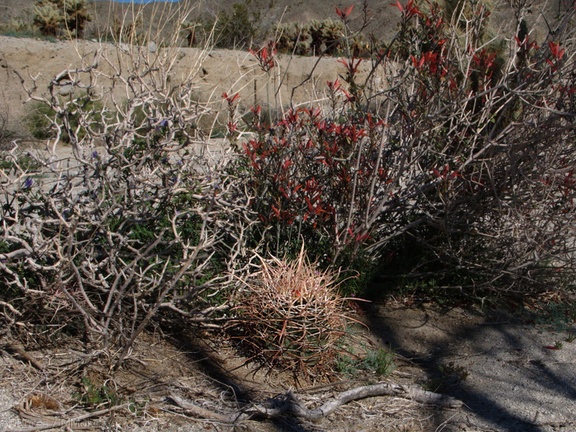 Mammillaria-dioica-fishhook-cactus-and-chuparosa-community-Mine-Wash-2009-03-07-IMG 2122