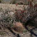 Mammillaria-dioica-fishhook-cactus-and-chuparosa-community-Mine-Wash-2009-03-07-IMG 2122