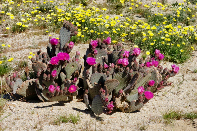 Opuntia-basilaris-beavertail-cactus-hwy-78-2009-03-08-CRW_7952.jpg