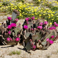 Opuntia-basilaris-beavertail-cactus-hwy-78-2009-03-08-CRW 7952