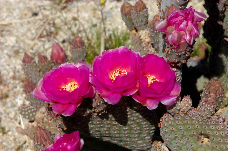Opuntia-basilaris-beavertail-cactus-hwy-78-2009-03-08-CRW 7954