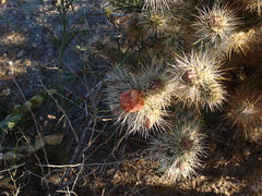 Opuntia-bigelovii-teddybear-cholla-Slot-Canyon-Area-2009-03-08-IMG 2269