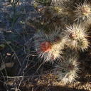 Opuntia-bigelovii-teddybear-cholla-Slot-Canyon-Area-2009-03-08-IMG 2269