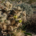 Opuntia-bigelovii-teddybear-cholla-Slot-Canyon-Area-2009-03-08-IMG 2293