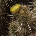 Opuntia-echinocarpa-silver-cholla-Visitor-Center-2009-03-07-CRW 7798