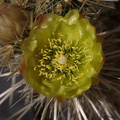 Opuntia-echinocarpa-silver-cholla-Visitor-Center-2009-03-07-CRW 7800