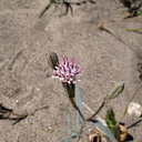 Palafoxia-arida-spanish-needle-Henderson-Canyon-Rd-2009-03-07-IMG 2196
