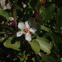 Peraphyllum-ramosissimum-wild-crab-apple-Mine-Wash-2009-03-06-IMG 2062