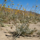 Plantago-erecta-california-plantain-Henderson-Canyon-Rd-2009-03-07-IMG 2182