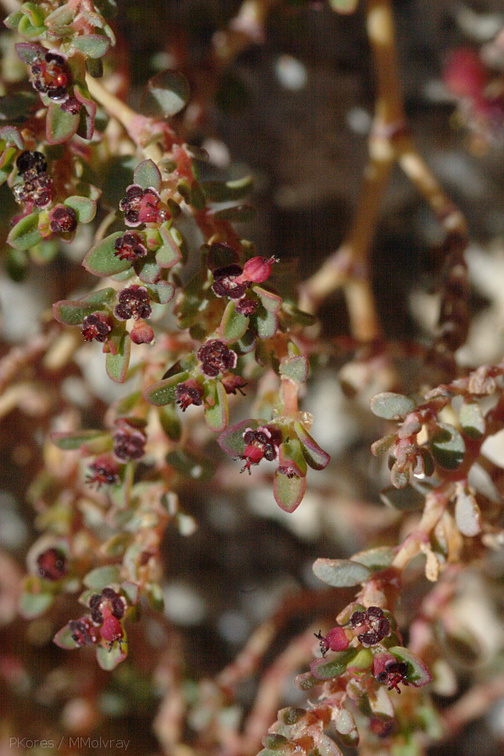 Prunus-fasciculata-desert-almond-Mine-Wash-2009-03-06-CRW 7749