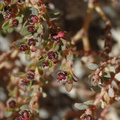 Prunus-fasciculata-desert-almond-Mine-Wash-2009-03-06-CRW 7749