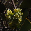 Simmondsia-chinensis-jojoba-staminate-flowers-Mine-Wash-Village-Site-2009-03-06-IMG 2037