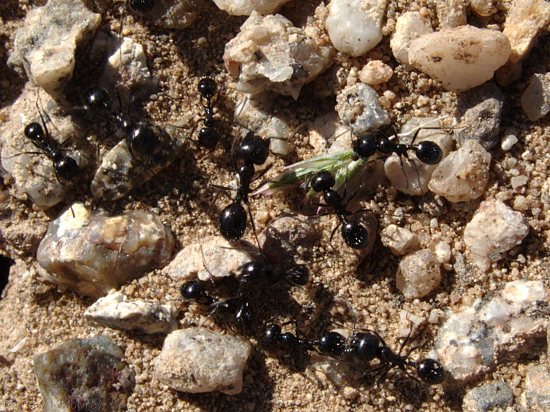 ants-nest-provisions-Slot-Canyon-2009-03-08-IMG 2308