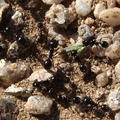ants-nest-provisions-Slot-Canyon-2009-03-08-IMG 2308