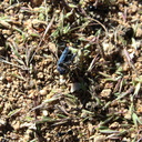 ants-nest-provisions-Slot-Canyon-2009-03-08-IMG 2323