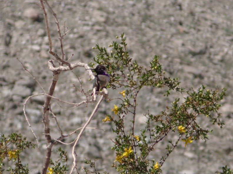 hummingbird-Costas-Hawk-Canyon-2009-03-08-IMG_2383.jpg